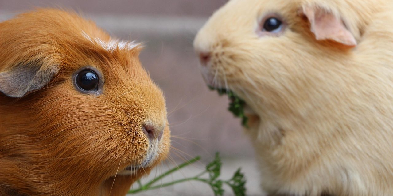 Are You a Guinea Pig in the World’s Largest Ongoing Experiment?
