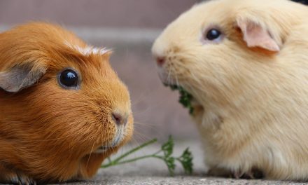 Are You a Guinea Pig in the World’s Largest Ongoing Experiment?