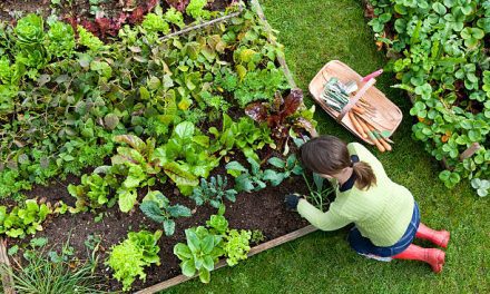 Woman Threatened for Growing Vegetables at Home