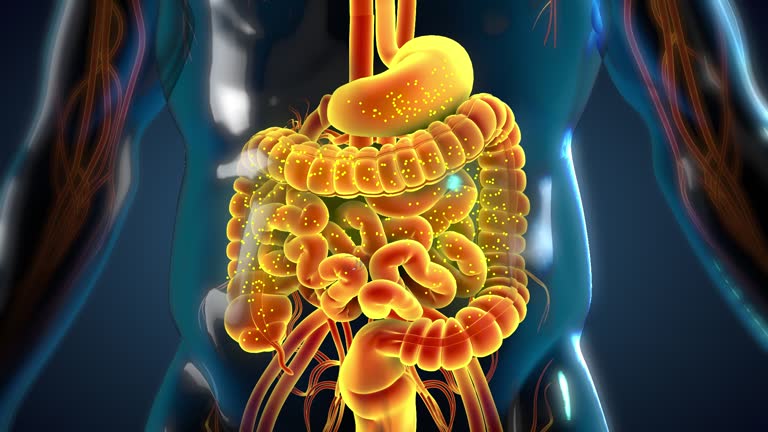 Digestive Enzyme Facts