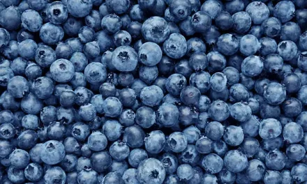 Blueberries Great for Students Memory