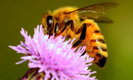 The Healthy Power of Bee’s