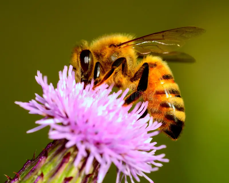 The Healthy Power of Bee’s