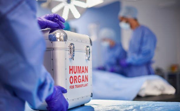 Preparing and caring for organ transplant surgery