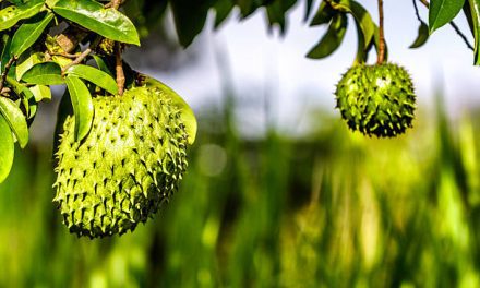 The cancer-fighting properties of the Graviola tree