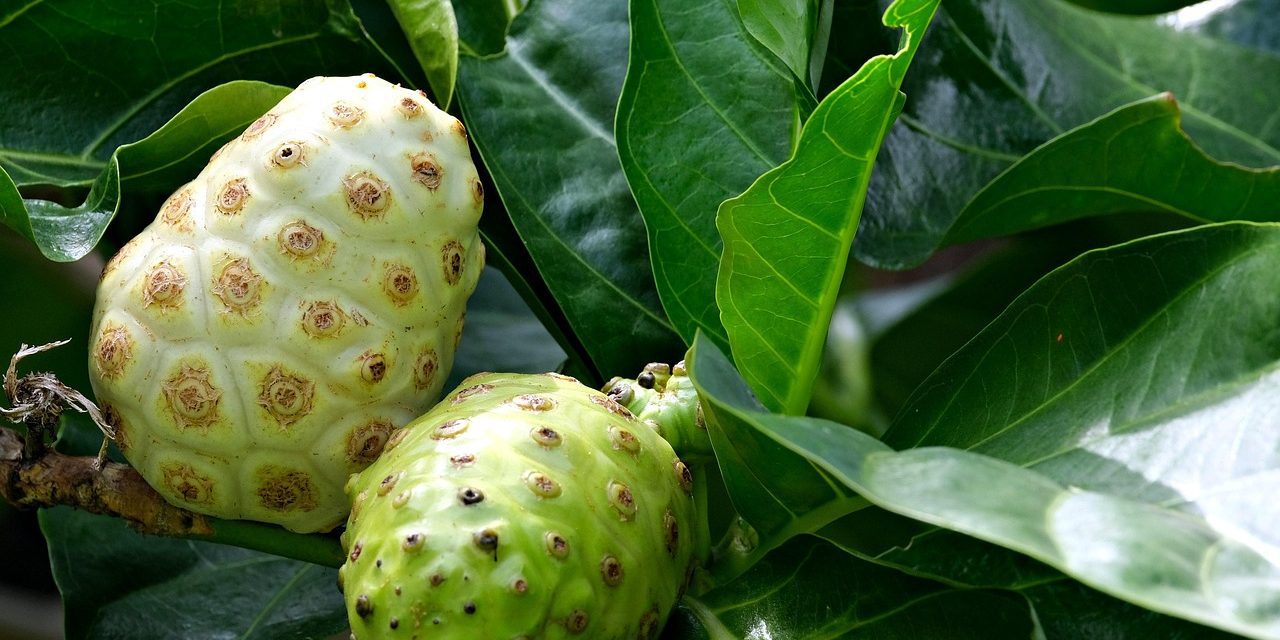 Noni fruit your immune system