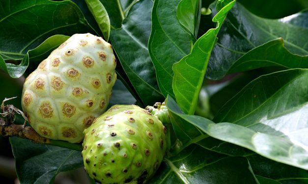 Noni juice fights depression