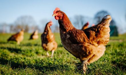 Chicken Contains Cancer Causing Arsenic