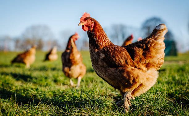 Chicken Contains Cancer Causing Arsenic