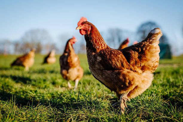 Chicken Contains Cancer Causing Arsenic