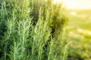 rosemary, salvia rosmarinus, rosmarinus officinalis, culinary herb, Mediterranean herb, evergreen shrub, needle-like leaves, aromatic, essential oil, rosmarinic acid, carnosic acid, antioxidants, anti-inflammatory, antimicrobial, cognitive support, memory, focus, hair growth, scalp health, dandruff, skin care, digestive aid, carminative, nausea relief, circulatory support, liver support, mood, anxiety relief, stress reduction, aromatherapy, infusion, tincture, tea, culinary seasoning, roasted potatoes, lamb, poultry, marinades, bread, focaccia, grill, herbal garden, drought tolerant, full sun, container gardening, cuttings, pruning, overwintering, pregnancy caution, drug interactions