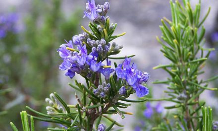 about Rosemary