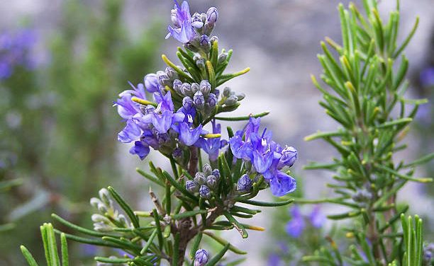 about Rosemary