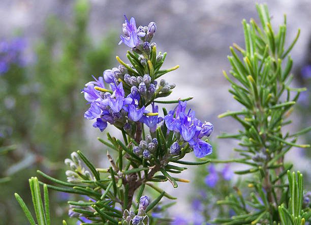 about Rosemary