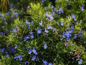 rosemary, salvia rosmarinus, rosmarinus officinalis, culinary herb, Mediterranean herb, evergreen shrub, needle-like leaves, aromatic, essential oil, rosmarinic acid, carnosic acid, antioxidants, anti-inflammatory, antimicrobial, cognitive support, memory, focus, hair growth, scalp health, dandruff, skin care, digestive aid, carminative, nausea relief, circulatory support, liver support, mood, anxiety relief, stress reduction, aromatherapy, infusion, tincture, tea, culinary seasoning, roasted potatoes, lamb, poultry, marinades, bread, focaccia, grill, herbal garden, drought tolerant, full sun, container gardening, cuttings, pruning, overwintering, pregnancy caution, drug interactions