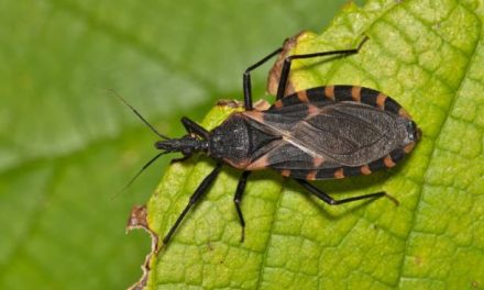 Chagas Disease