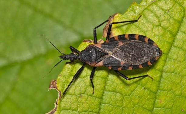 Chagas Disease