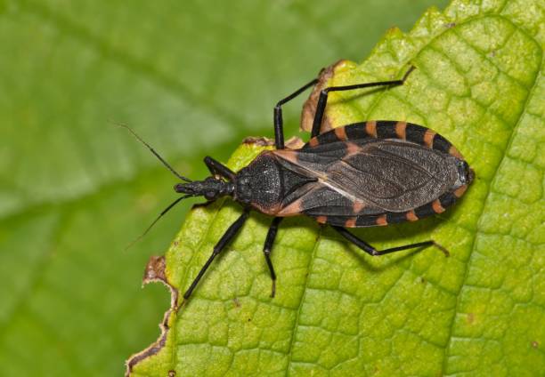 Chagas Disease