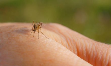 Worst Year Yet For West Nile Virus