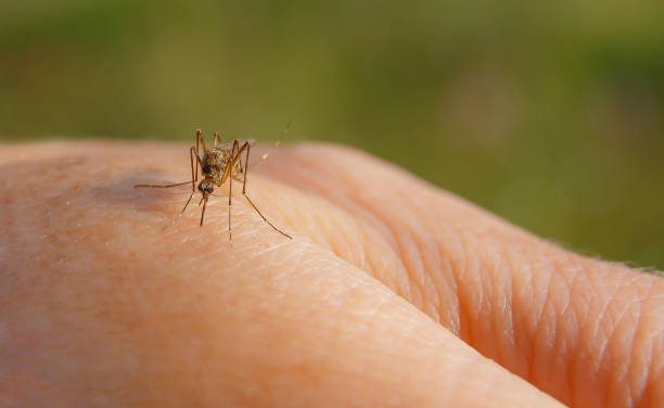 Worst Year Yet For West Nile Virus