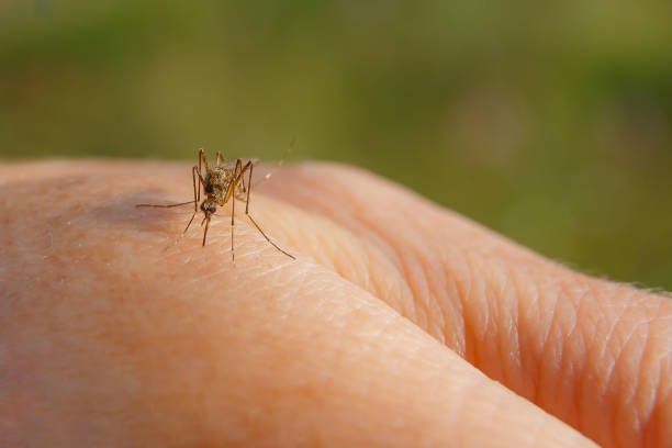 Worst Year Yet For West Nile Virus