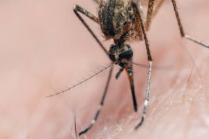 West Nile virus, WNV, flavivirus, Culex mosquitoes, vector-borne, bird reservoir, dead-end hosts, outbreak surveillance, neuroinvasive disease, meningitis, encephalitis, acute flaccid paralysis, myelitis, West Nile fever, febrile illness, headache, rash, arthralgia, myalgia, fatigue, elderly risk, immunocompromised risk, hospitalization, mortality, long-term sequelae, cognitive deficits, rehabilitation, CSF IgM, MAC-ELISA, PRNT confirmation, NAAT/PCR, lumbar puncture, leukopenia, hyponatremia, supportive care, no specific antivirals, IV fluids, pain control, ICU management, vector control, larvicides, adulticides, source reduction, standing water, repellents (DEET, picaridin), permethrin clothes, window screens, blood donor screening, transfusion transmission, organ transplant transmission, equine vaccines, human vaccine candidates, climate seasonality
