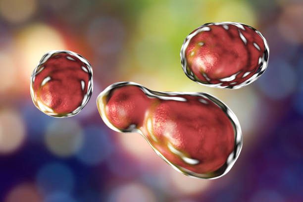 Fungal Meningitis Found in Contaminated Steroid Injections