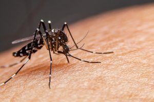 dengue fever, dengue virus, DENV-1, DENV-2, DENV-3, DENV-4, Aedes aegypti, Aedes albopictus, mosquito-borne, tropical disease, arbovirus, febrile illness, retro-orbital pain, severe headache, myalgia, arthralgia, rash, leukopenia, thrombocytopenia, hemoconcentration, warning signs, abdominal pain, persistent vomiting, mucosal bleeding, clinical fluid accumulation, hepatomegaly, severe dengue, plasma leakage, shock, hemorrhage, organ impairment, NAAT, NS1 antigen, IgM serology, tourniquet test, judicious fluids, crystalloids, acetaminophen, avoid NSAIDs, vector control, source reduction, repellents, window screens, vaccine policy, surveillance, outbreak response, travel medicine, PAHO updates, WHO guidelines, CDC guidance, Americas epidemic