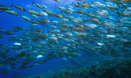 The Importance of Marine Protected Areas
