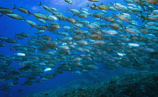 The Importance of Marine Protected Areas
