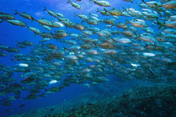The Importance of Marine Protected Areas
