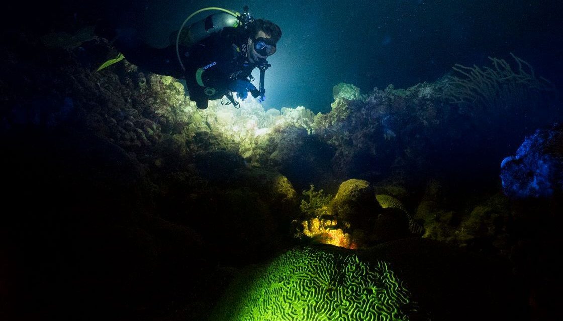 Night Diving – A Different World