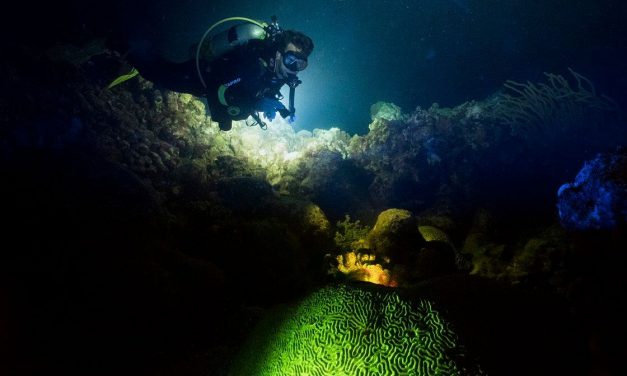 Night Diving – A Different World