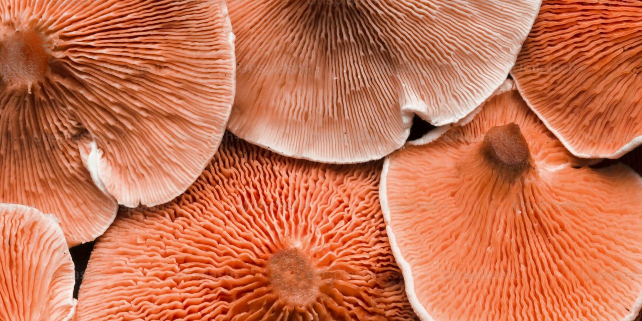 The Magic of Mushrooms