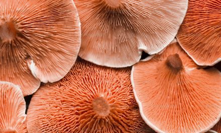 The Magic of Mushrooms