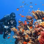 Best Techniques To Get Close To Marine Life