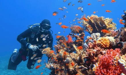 Best Techniques To Get Close To Marine Life