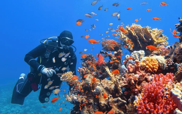 Best Techniques To Get Close To Marine Life