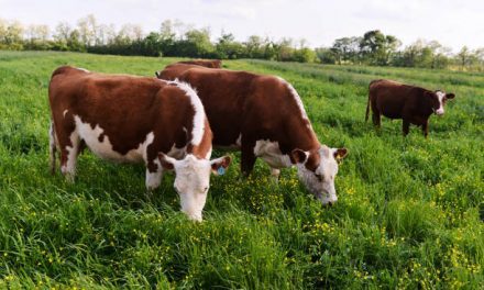 Grass-Fed Beef – Not Horsing Around
