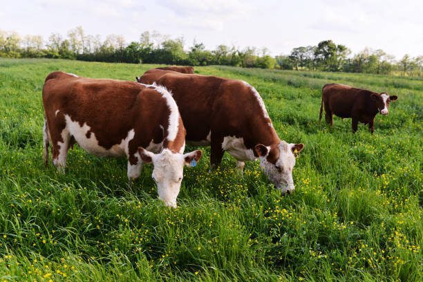 Grass-Fed Beef – Not Horsing Around