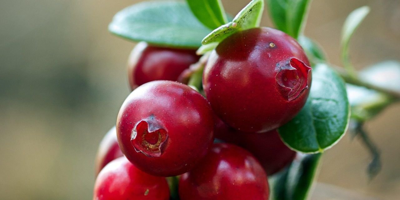 The Power of Cranberries