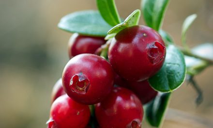 The Power of Cranberries