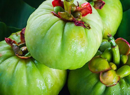 Garcinia Cambogia Extract – Miracle Weight Loss Food