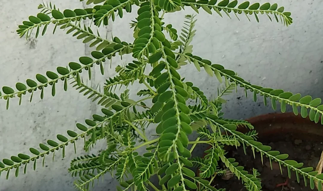 Chanca Piedra – The Amazon’s Healing Herb