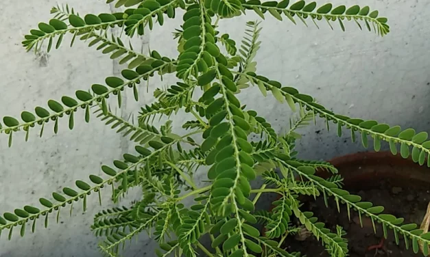 Chanca Piedra – The Amazon’s Healing Herb