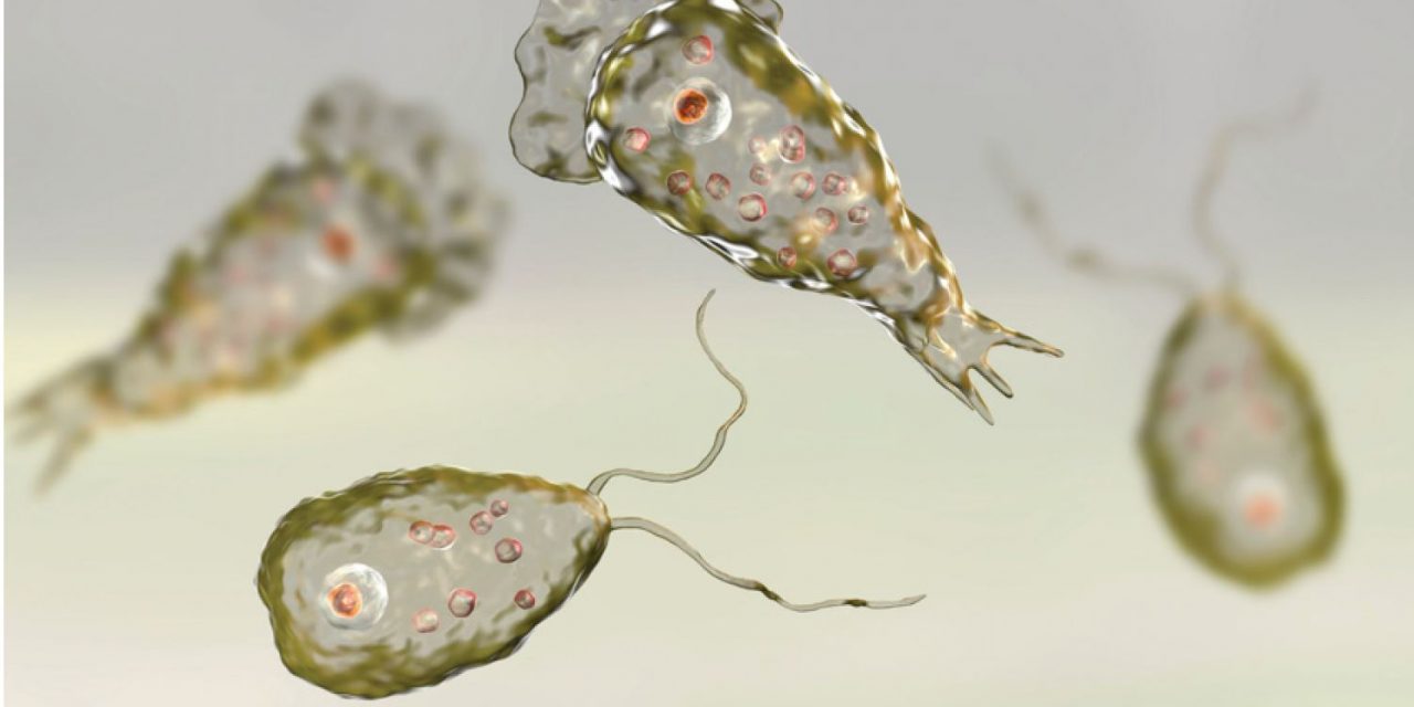 The Brain Eating Amoeba