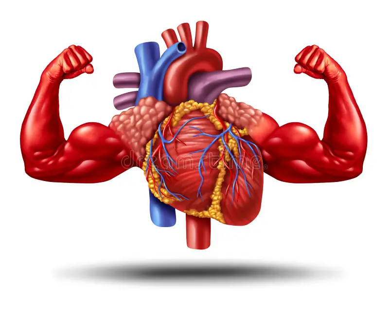 Exercises For A Healthy Heart