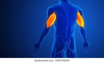 Triceps – The Strength Behind A Punch