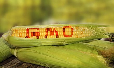 GMO Corn Banned in Mexico