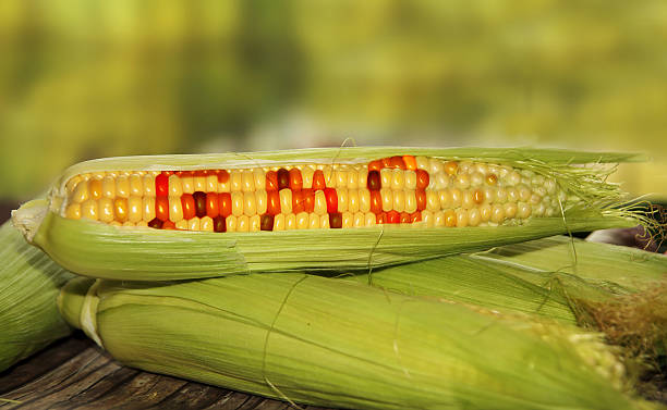GMO Corn Banned in Mexico